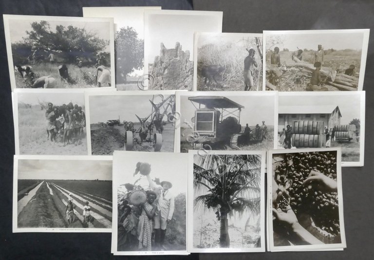 Società Agricola Italo-Somala 1921-1928 - Raccolta di 200 Fotografie