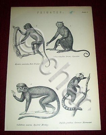 Stampa Incisione - Animali Zoologia: Primates 1900 ca GB