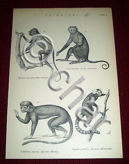 Stampa Incisione - Animali Zoologia: Primates 1900 ca GB