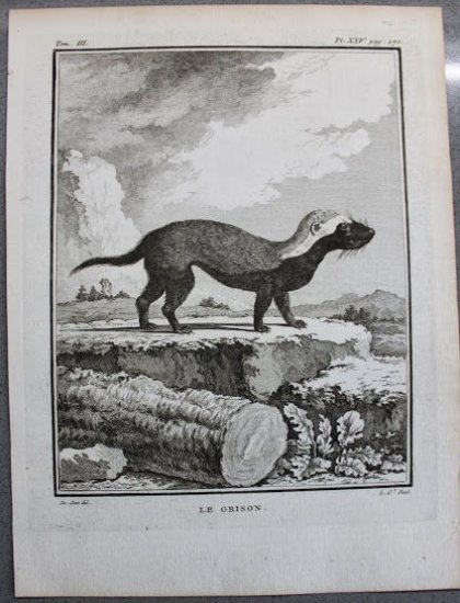 Stampa Incisione 1755 - Francia - animali - Le Grison …