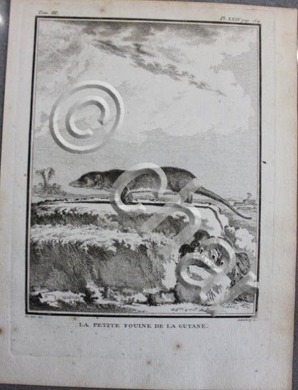 Stampa Incisione 1755 - Francia - animali - Le Petite …
