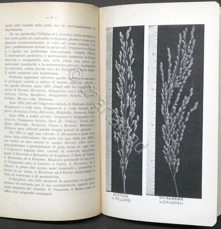 Stazione sperimentale di risicoltura - Vercelli - Annuario 1908 RARO