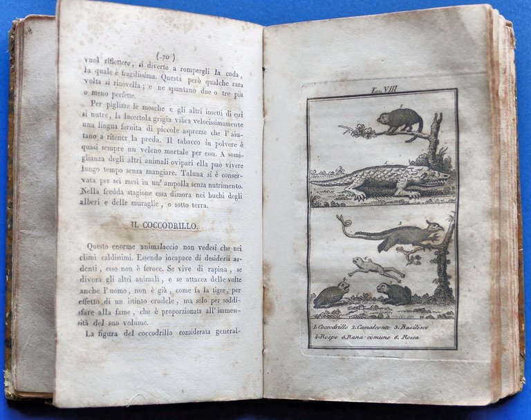 Storia Naturale di Buffon ad uso della gioventù italiana - … | Immagine Gallery 2