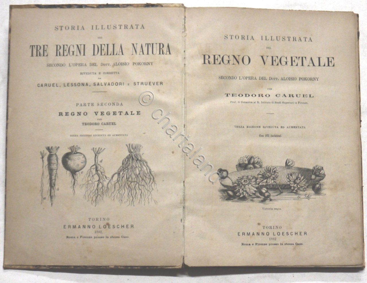 T. Caruel - Storia illustrata del Regno Vegetale - ed. … | Immagine principale