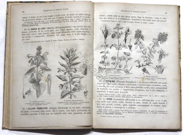 T. Caruel - Storia illustrata del Regno Vegetale - ed. … | Immagine Gallery 3