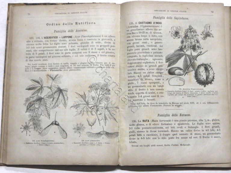 T. Caruel - Storia illustrata del Regno Vegetale - ed. … | Immagine Gallery 4
