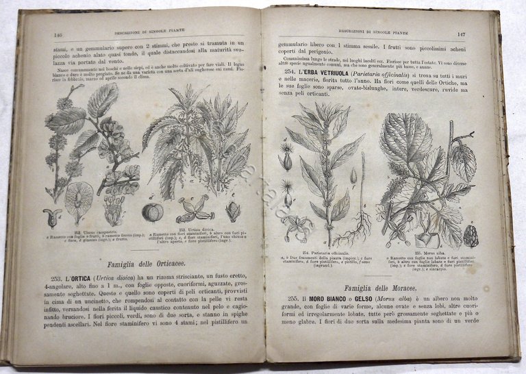 T. Caruel - Storia illustrata del Regno Vegetale - ed. … | Immagine Gallery 5