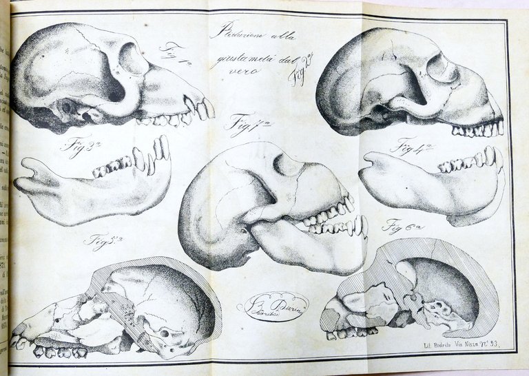 Veterinaria - Il Medico Veterinario - Giornale teorico pratico - … | Immagine Gallery 4