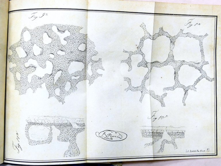 Veterinaria - Il Medico Veterinario - Giornale teorico pratico - … | Immagine Gallery 6