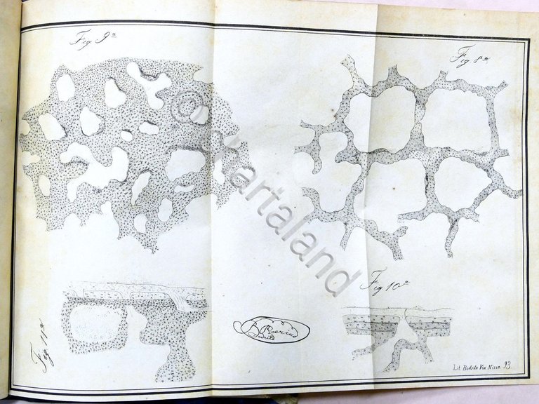 Veterinaria - Il Medico Veterinario - Giornale teorico pratico - … | Immagine Gallery 7