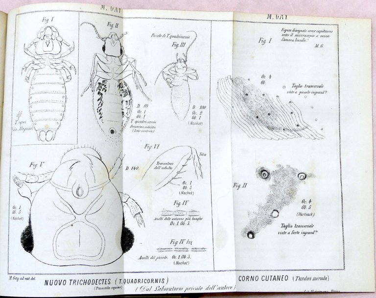 Veterinaria - Il Medico Veterinario - Giornale teorico pratico - … | Immagine Gallery 4