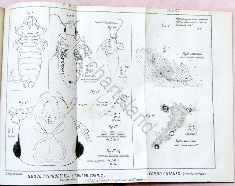 Veterinaria - Il Medico Veterinario - Giornale teorico pratico - … | Immagine Gallery 5