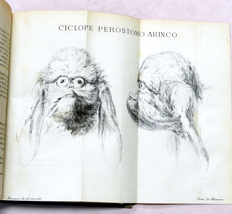 Veterinaria - Il Medico Veterinario - Giornale teorico pratico - … | Immagine Gallery 7