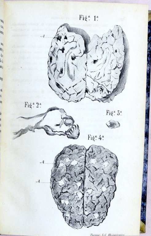 Veterinaria - Il Medico Veterinario - Giornale teorico pratico - … | Immagine Gallery 8