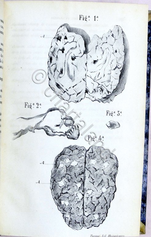 Veterinaria - Il Medico Veterinario - Giornale teorico pratico - … | Immagine Gallery 9