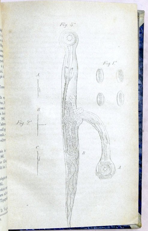 Veterinaria - Il Medico Veterinario - Giornale teorico pratico - … | Immagine Gallery 5