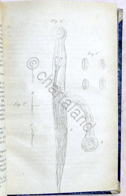 Veterinaria - Il Medico Veterinario - Giornale teorico pratico - … | Immagine Gallery 4