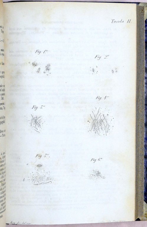 Veterinaria - Il Medico Veterinario - Giornale teorico pratico - … | Immagine Gallery 7