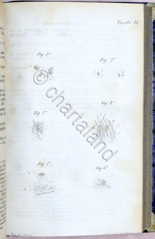 Veterinaria - Il Medico Veterinario - Giornale teorico pratico - … | Immagine Gallery 6