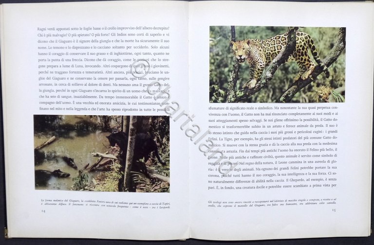 Walt Disney - J. Fergusson - Il giaguaro della giungla …