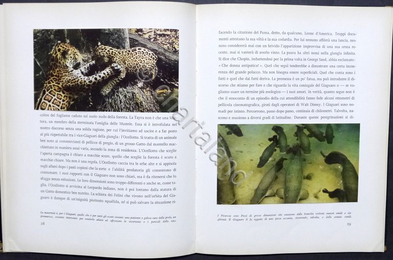 Walt Disney - J. Fergusson - Il giaguaro della giungla …