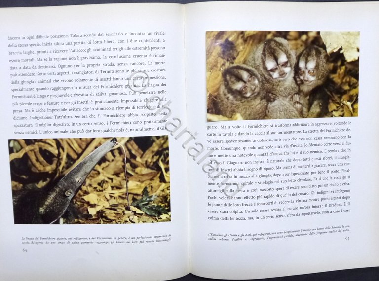 Walt Disney - J. Fergusson - Il giaguaro della giungla …