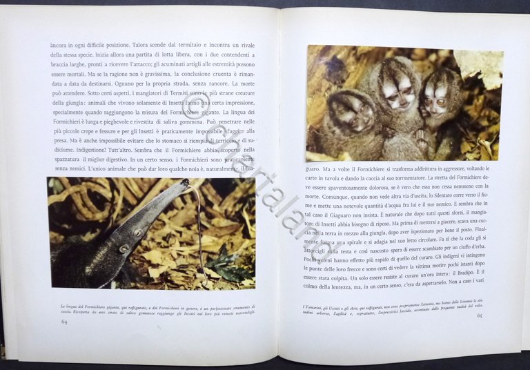 Walt Disney - J. Fergusson - Il giaguaro della giungla …