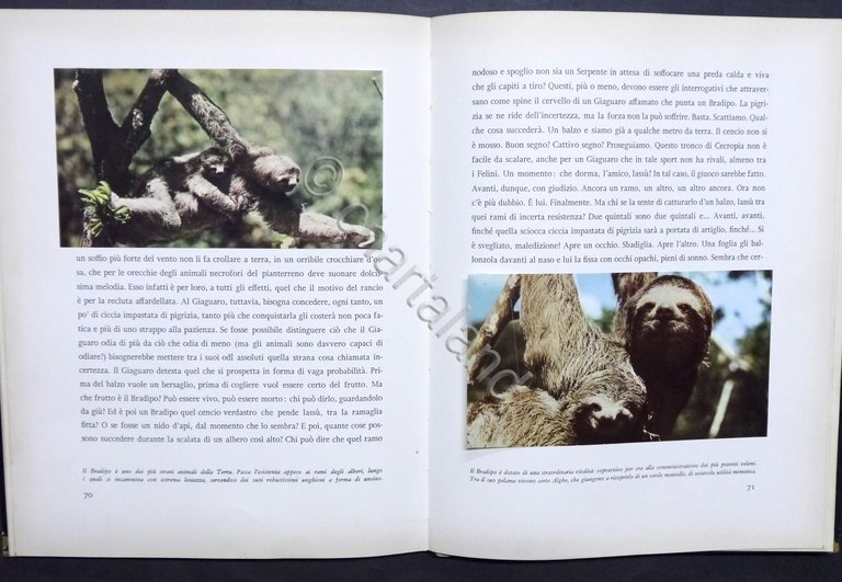 Walt Disney - J. Fergusson - Il giaguaro della giungla …