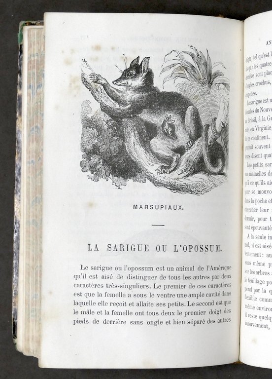 Zoologia - Le petit Buffon illustré - Histoire et description …