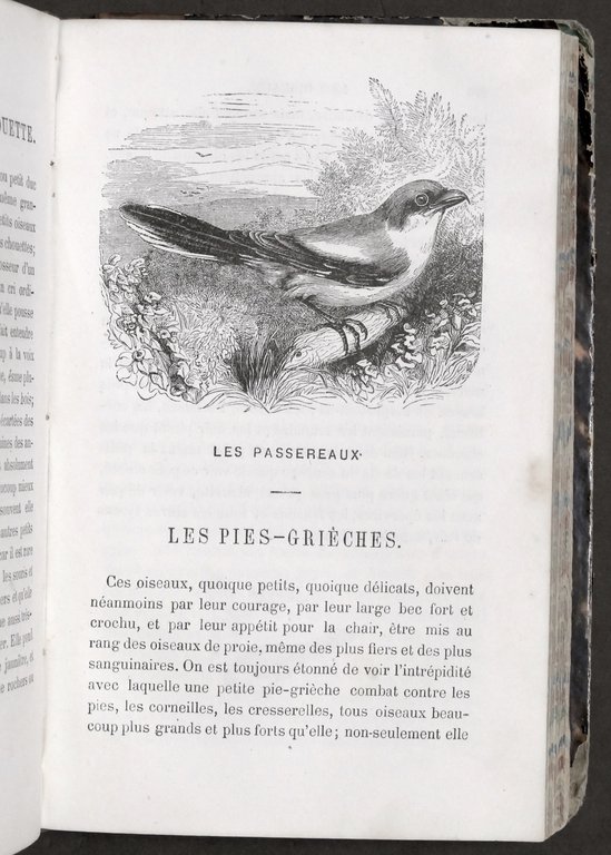 Zoologia - Le petit Buffon illustré - Histoire et description …