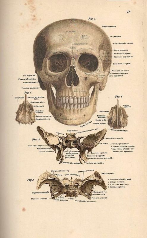 Atlante di Anatomia dell'Uomo, completamente riformato, migliorato ed ampliato dal …