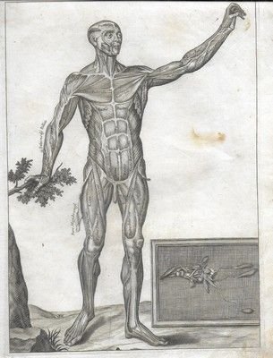 Fascia muscolare frontale. (Da Myographia nova sive musculorum omnium).