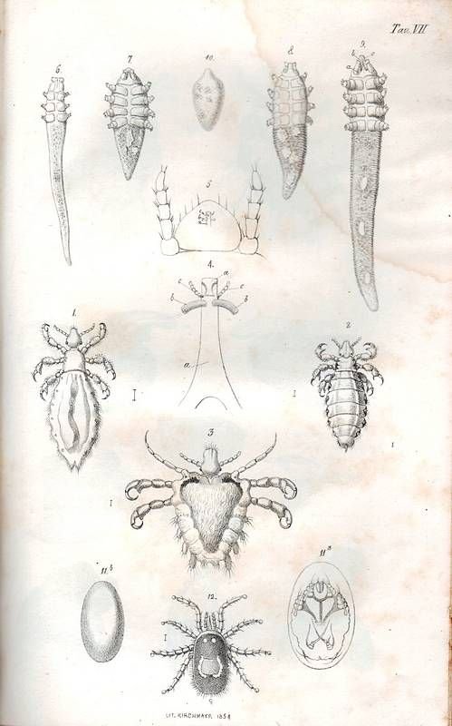 Le malattie della pelle ricondotte a'loro elementi anatomici. Prima traduzione …