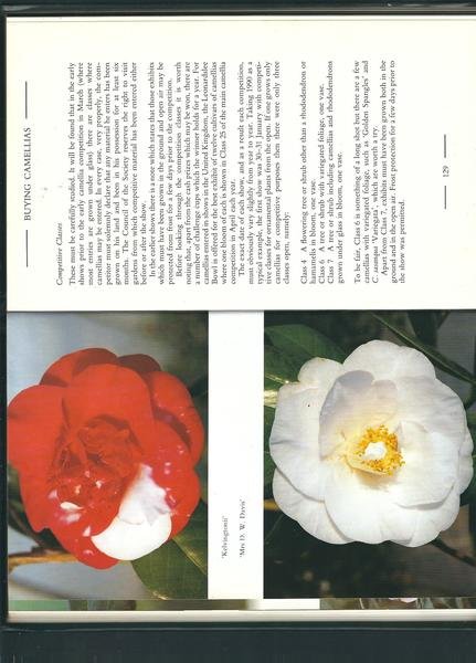 CAMELLIAS