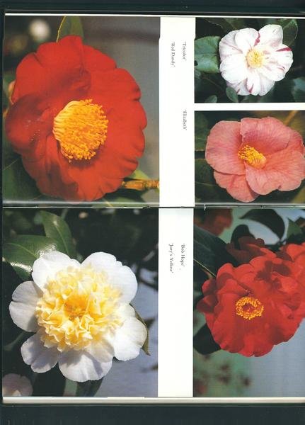 CAMELLIAS