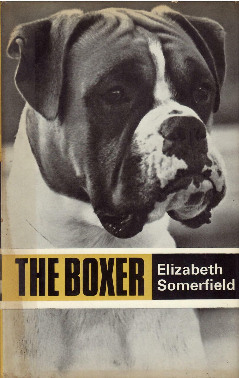 THE BOXER | Immagine principale