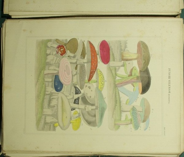 Nuova Enciclopedia italiana ovvero dizionario generale di scienze, lettere, industrie