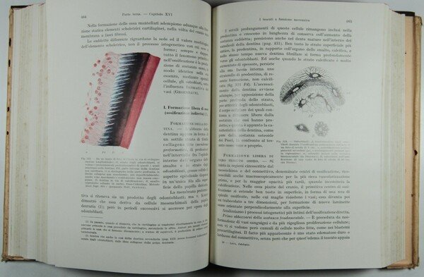 Trattato di istologia