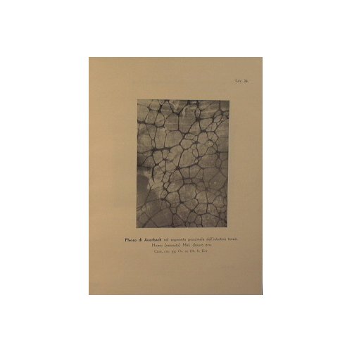 Atlante fotomicrografico di Istologia speciale.(Anatomia microscopica)