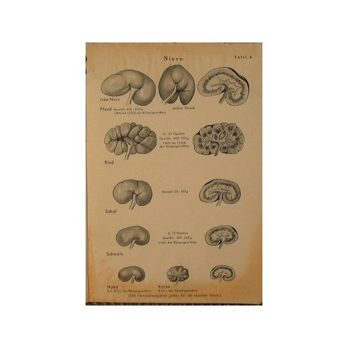 Richtlinien fur die Sektion der Haustiere