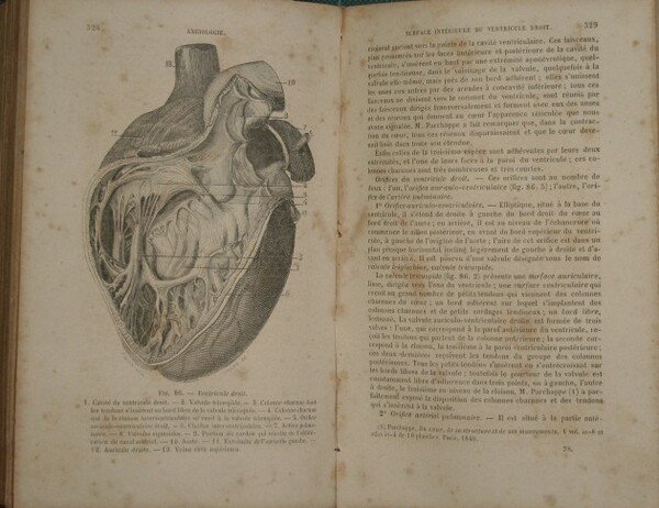 Nouveau traité élémentaire d'anatomie descriptive e de préparations anatomiques