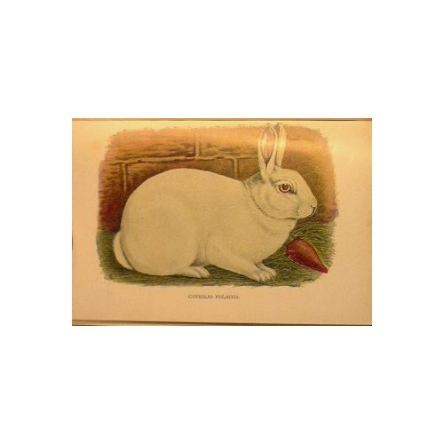 Coniglicultura Pratica