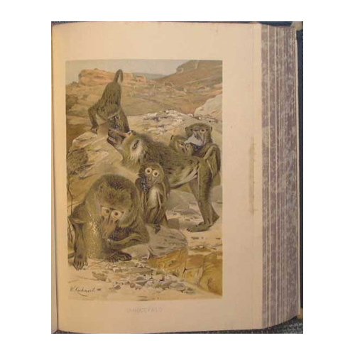 La Vita degli Animali