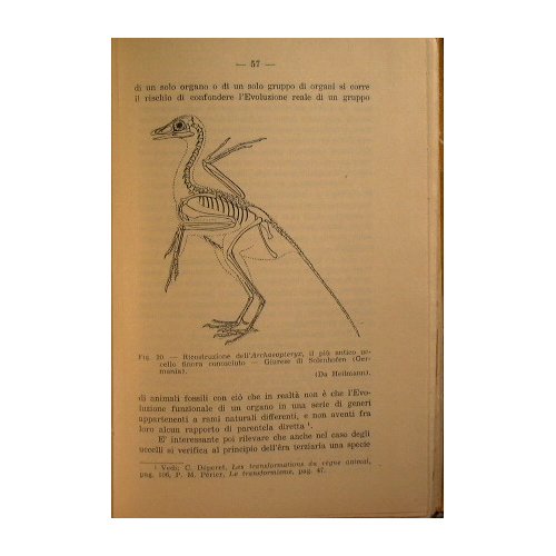 L'evoluzione biologica e l'origine dell'uomo
