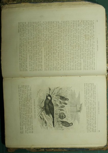 La vita degli animali. Vol. III - Uccelli