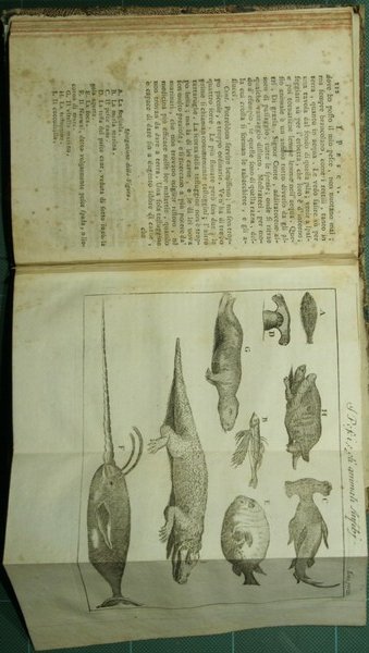 Lo spettacolo della natura