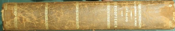Catalog der lepidopteren des palaearctischen faunengebietes | Immagine Gallery 3