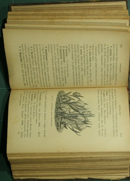 Les plantes bulbeuses