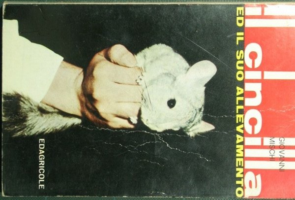 Il cincilla ed il suo allevamento | Immagine principale