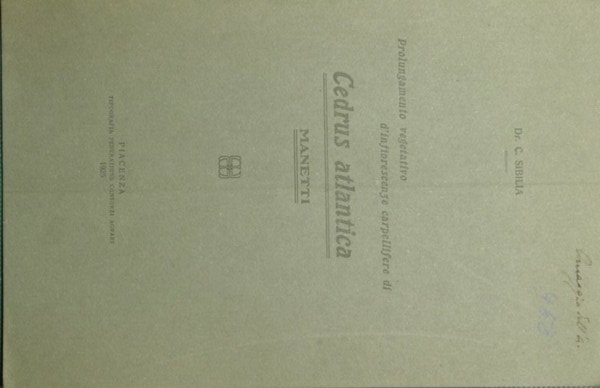 Prolungamento vegetativo d'infiorescenze carpellifere di Cedrus atlantica